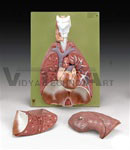 Lungs With Heart, Diaphragm and Larynx Model